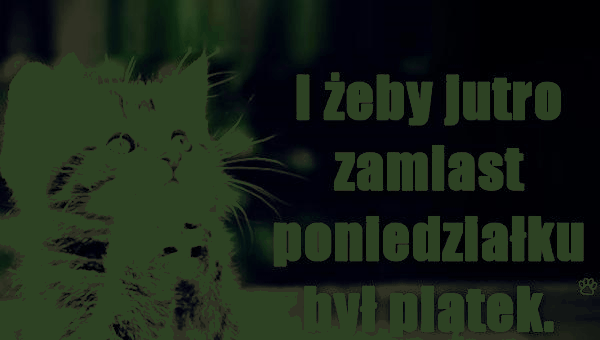 Kot marzyciel jutro poniedziałek